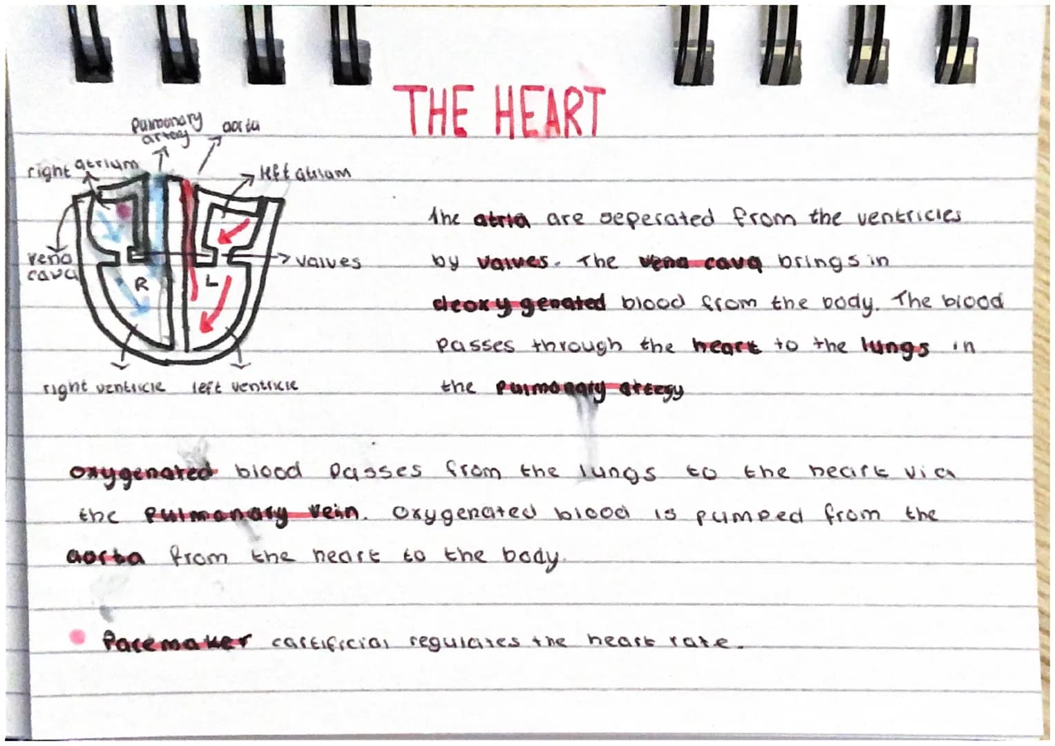 # THE HEART
pulmonary aorta
artery
right atrium
left atrium
vena
cava
>valves
R
L
right ventricle
left ventricle
the atria are separated f