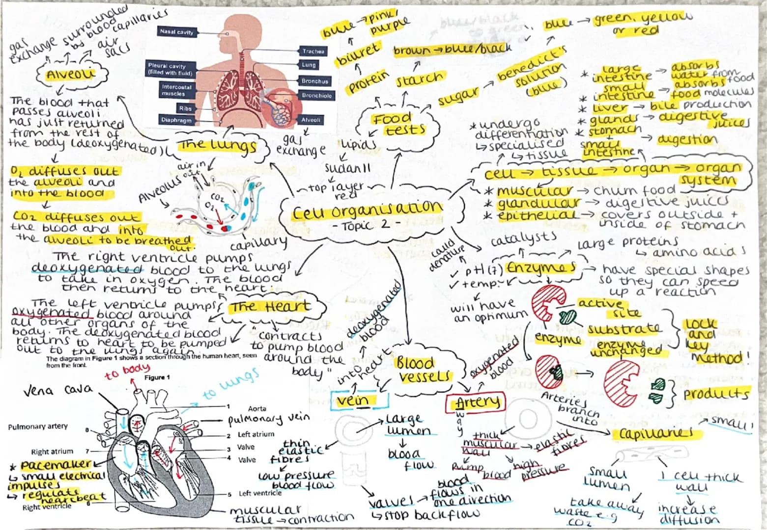 gas exchange surrounded by blood capillaries
air sacs
Alveoli
Nasal cavity
Trachea
Lung
Pleural cavity
(filled with fluid)
Intercostal
muscl