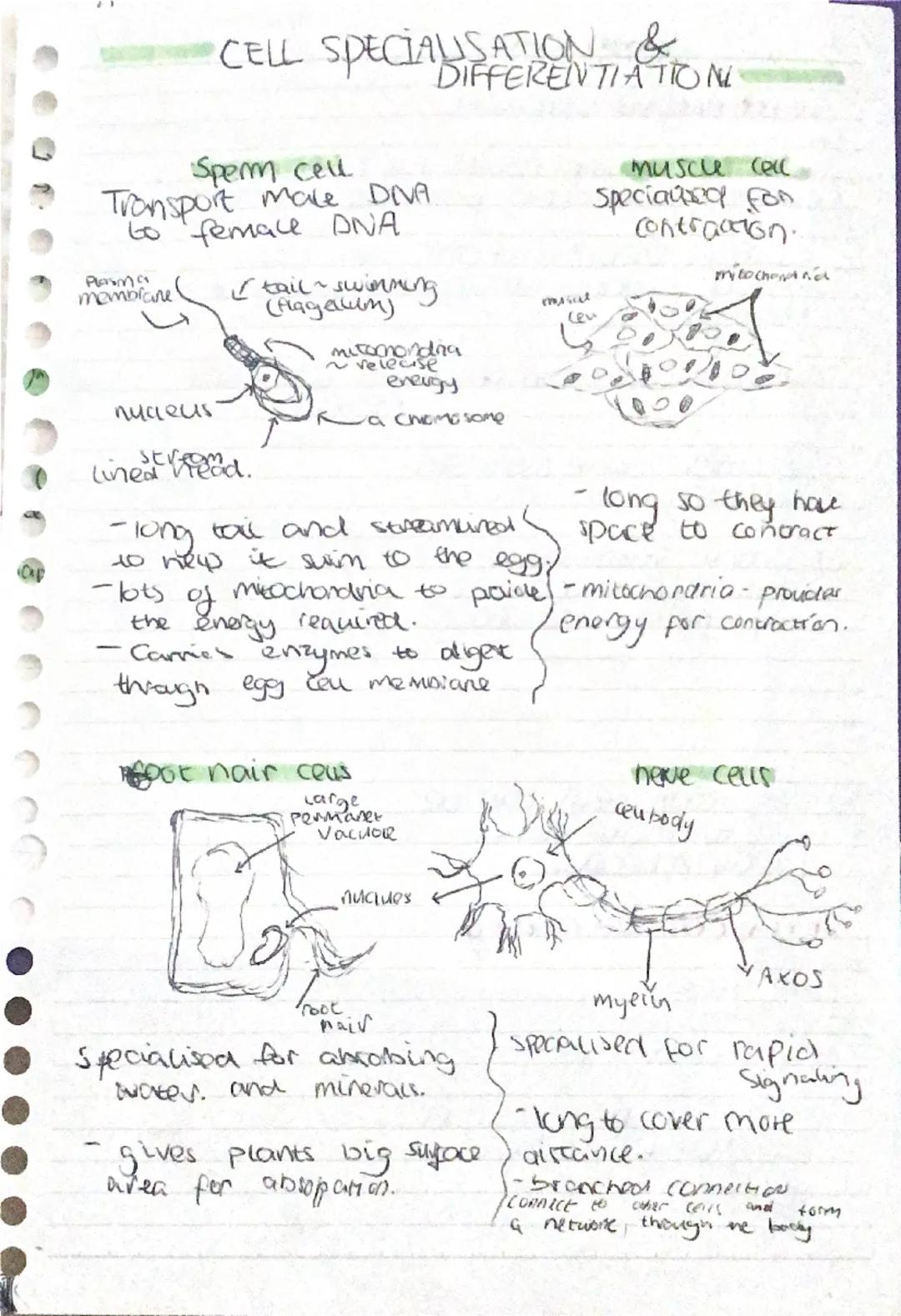 Ceus
Cell membrane - thin skin that,
surrounds the cytoplasm
and
controls what goes in and out
of the cell. (ap))
"Cytoplasm - watery fluid