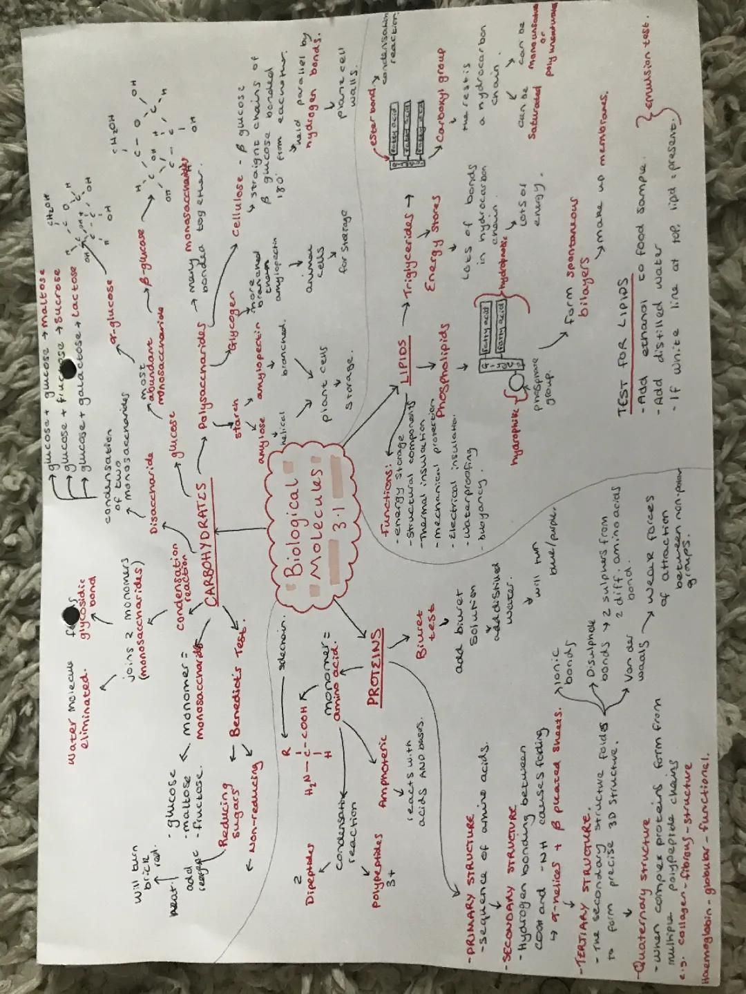 Biological molecules mind map