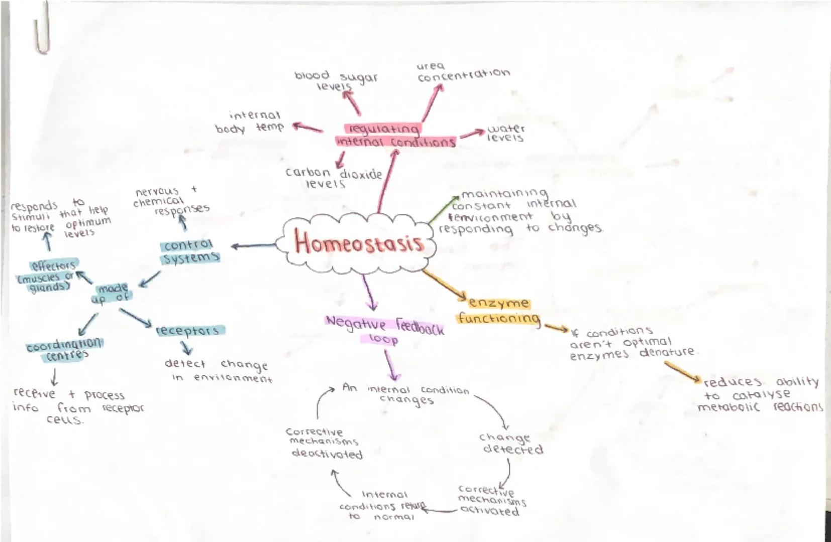 responds to
Stimuli that help
to restore optimum
levels
nervous
+
chemical
responses
control
Systems
internal
body temp
urea
blood sugar
Con