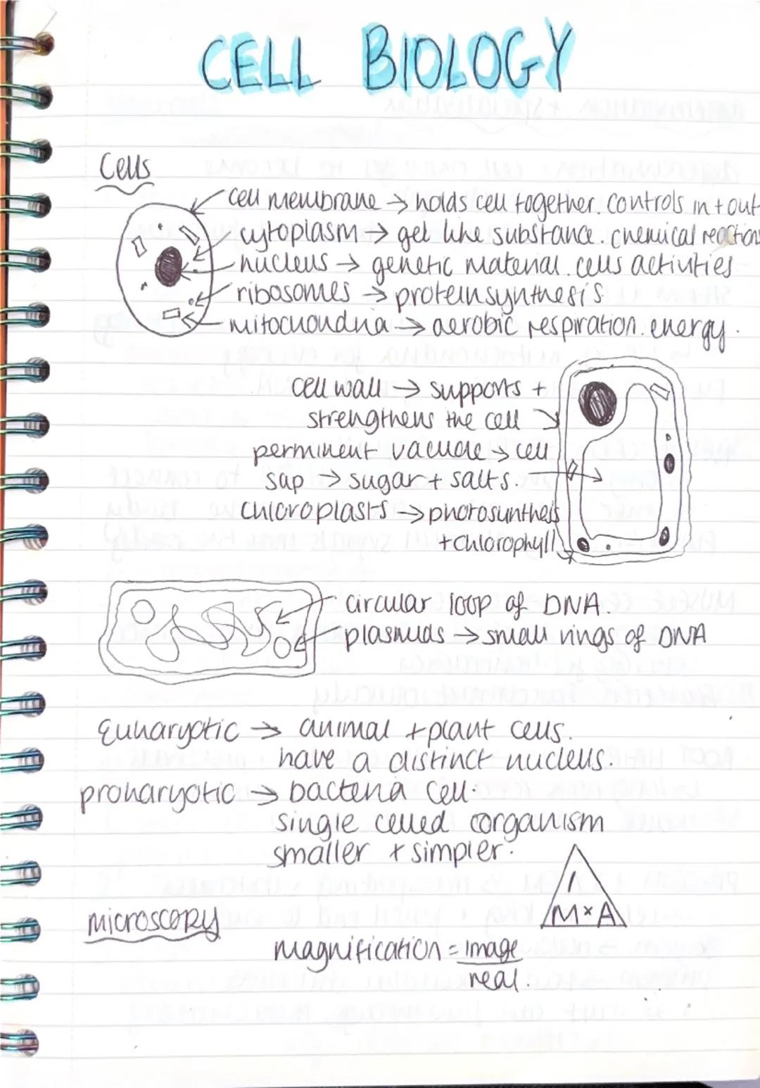 ## CELL BIOLOGY
### Cells
- cell membrane -> holds cell together. Controls in tout
- cytoplasm -> gel like substance. chemical reactions
-