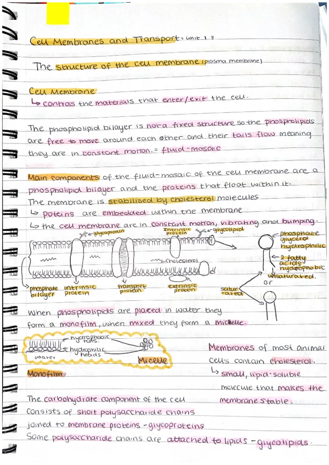 Cell Membranes and Transport = unit 1.3.
The structure of the cell membrane i plasma membrane)
Cel Membrane
L> controls the materials that e