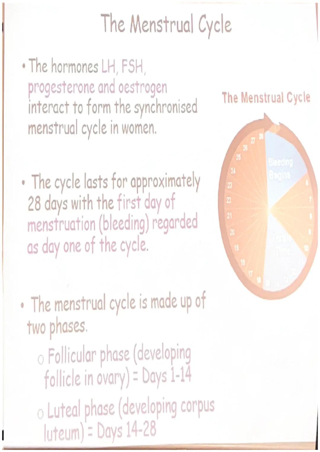 # The Menstrual Cycle
• The hormones LH, FSH,
progesterone and oestrogen
interact to form the synchronised
menstrual cycle in women.
• The