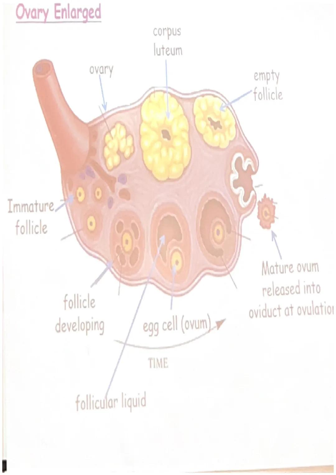 # The Menstrual Cycle
• The hormones LH, FSH,
progesterone and oestrogen
interact to form the synchronised
menstrual cycle in women.
• The