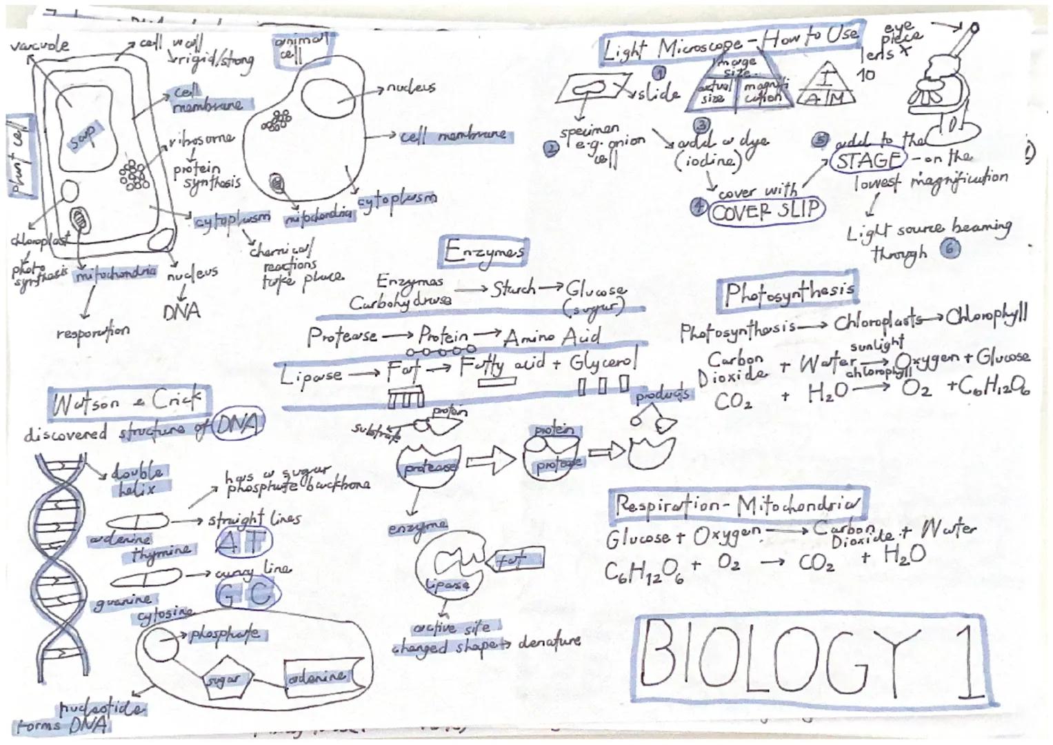 nude-fichal
15 w composed of
base, deoxyribose
sugar and phosphate
group.
All
in ASE
end
enzymes
Carbohydowse
Lipase
Protease!
گا
حي
DO04
WO