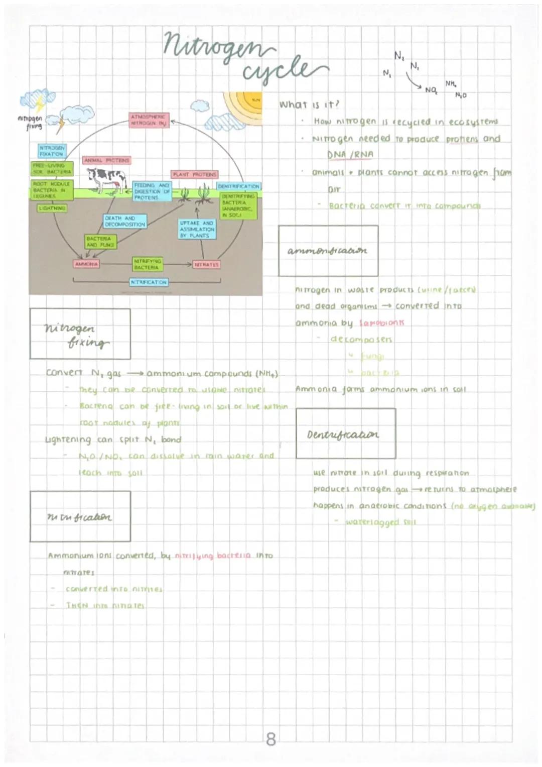 # Nitrogen
cycle
ATMOSPHERE
NITROGEN TY
PLANT PROTEINS
FEEDING AND
DUSTION
PROTEINS
F
DRATH
DECOMPOSITION
UPTAKE AND
ASSIMILATION
BY PLANTS
