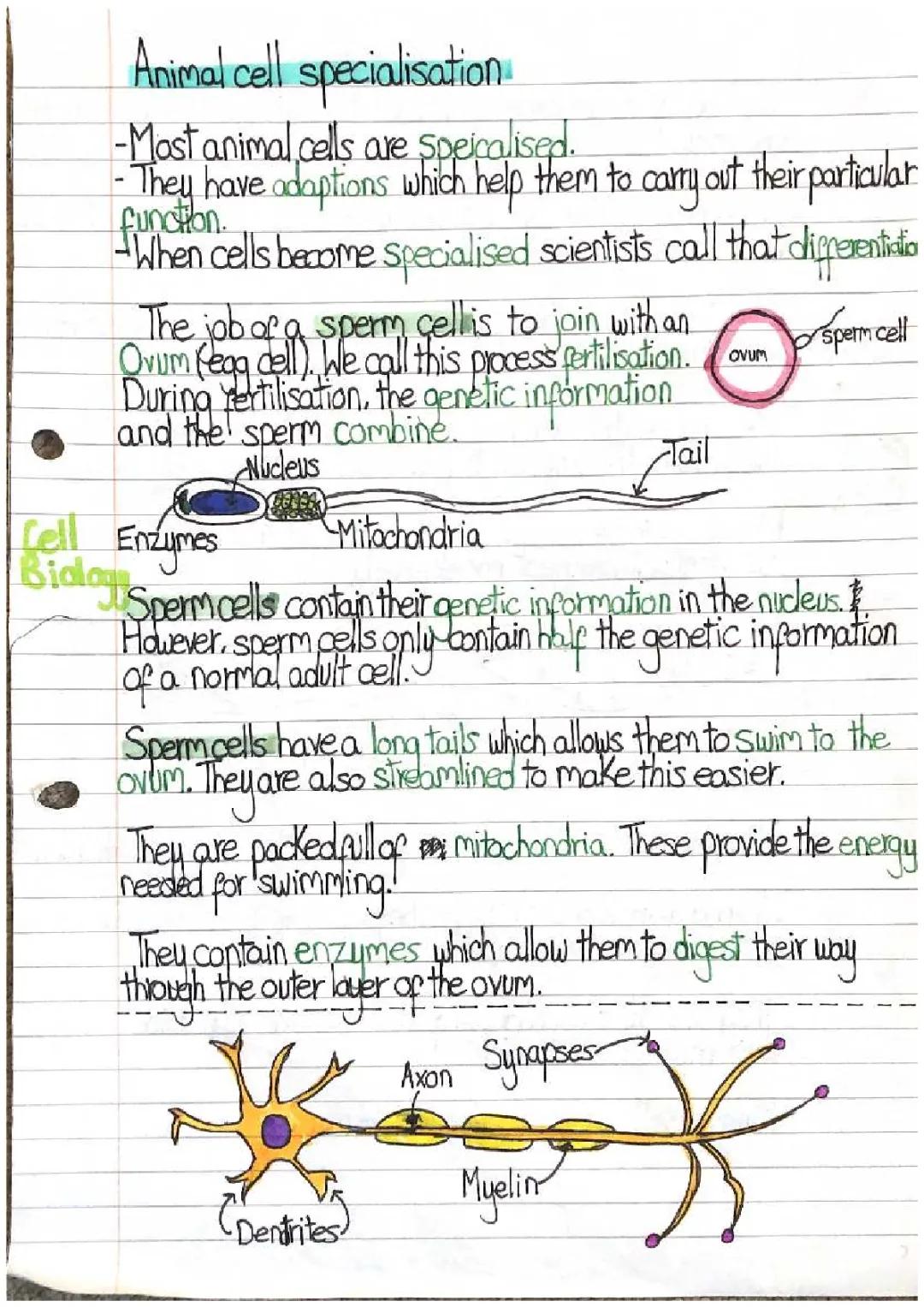 animal cell specialisation
