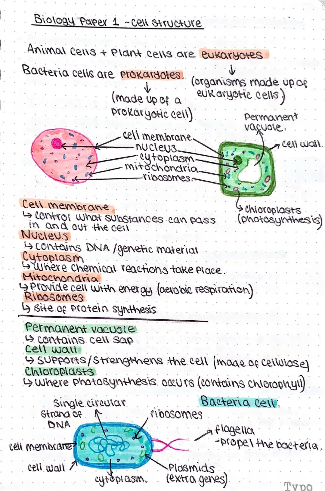 Biology Paper 1 -cell structure.
Animal cells + Plant cells are eukaryotes.
↓
Bacteria cells are prokaryotes (organisms made up of
eukaryoti