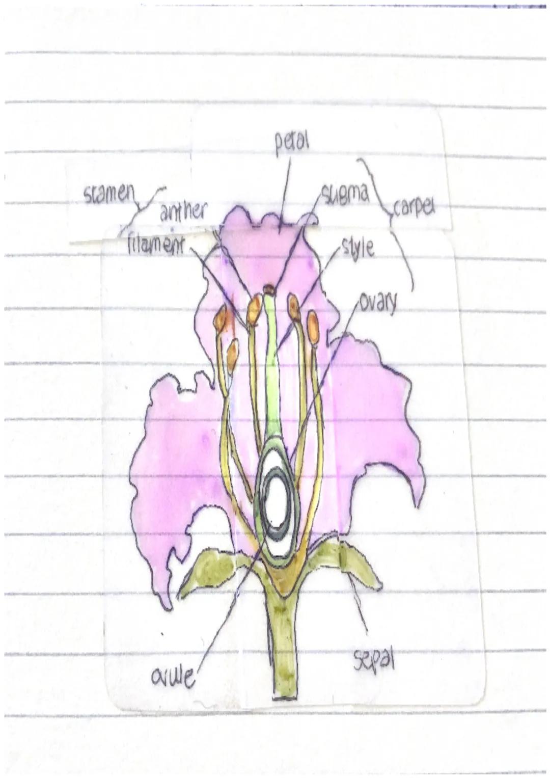 stamen
anther
fitament
avule
petal
suema
style
carpel
ovary
sepal stamen
anther
filament
avule
petal
- Augna
-style
Scarpel
ovary
sepal