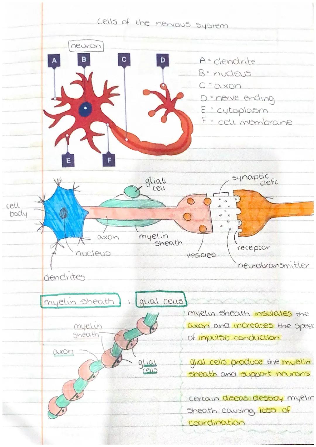 # NEUROBIOLOGY
AND
IMMUNOLOGY defence
non-specific
• the skin acts as a physical barrier with epithelial cells.
Secretions like mucus
k