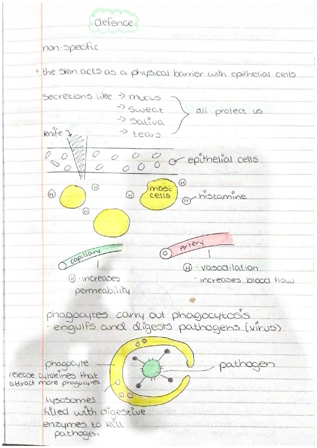 # NEUROBIOLOGY
AND
IMMUNOLOGY defence
non-specific
• the skin acts as a physical barrier with epithelial cells.
Secretions like mucus
k