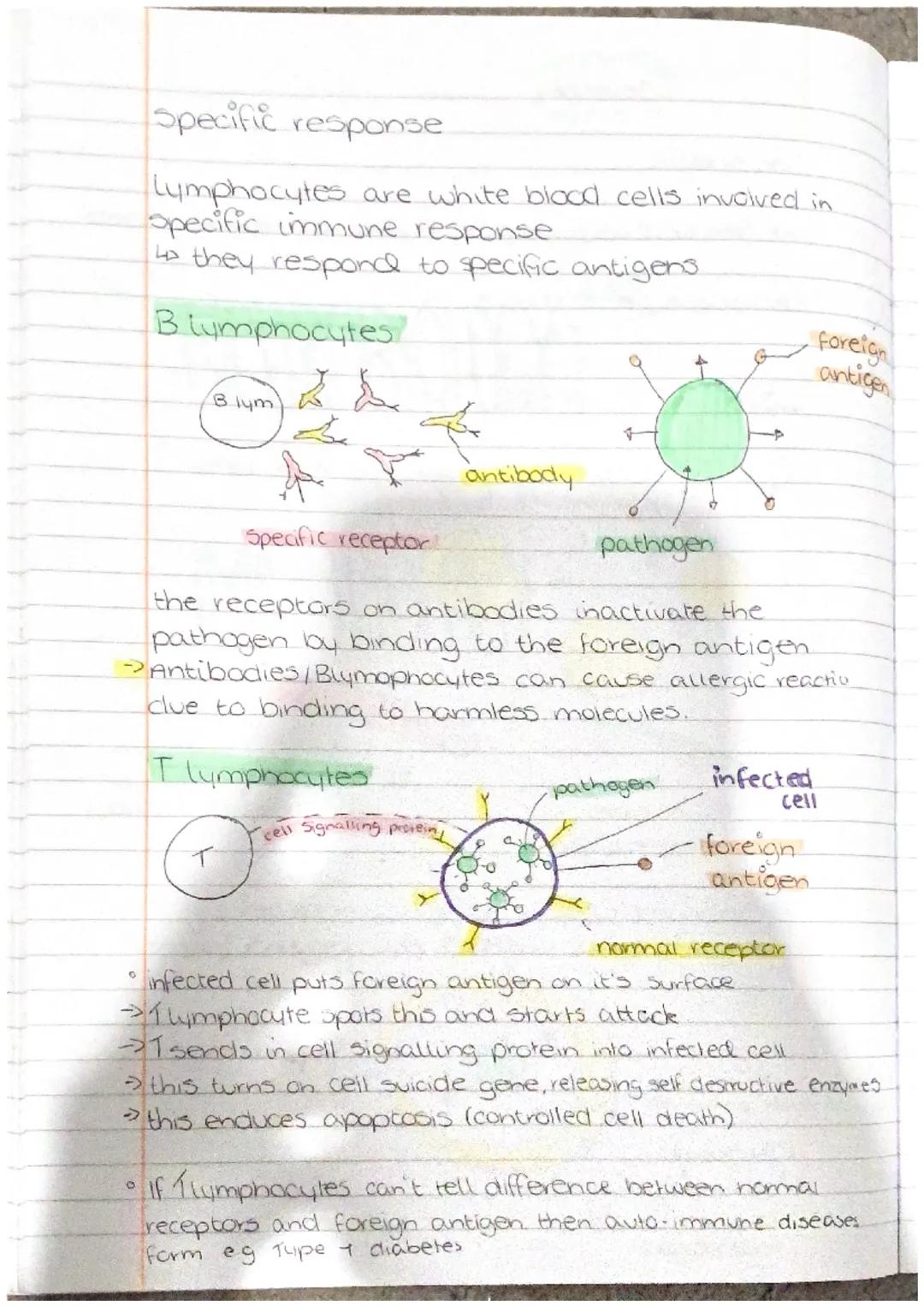# NEUROBIOLOGY
AND
IMMUNOLOGY defence
non-specific
• the skin acts as a physical barrier with epithelial cells.
Secretions like mucus
k