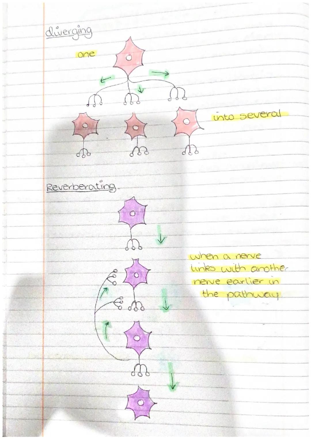 # NEUROBIOLOGY
AND
IMMUNOLOGY defence
non-specific
• the skin acts as a physical barrier with epithelial cells.
Secretions like mucus
k