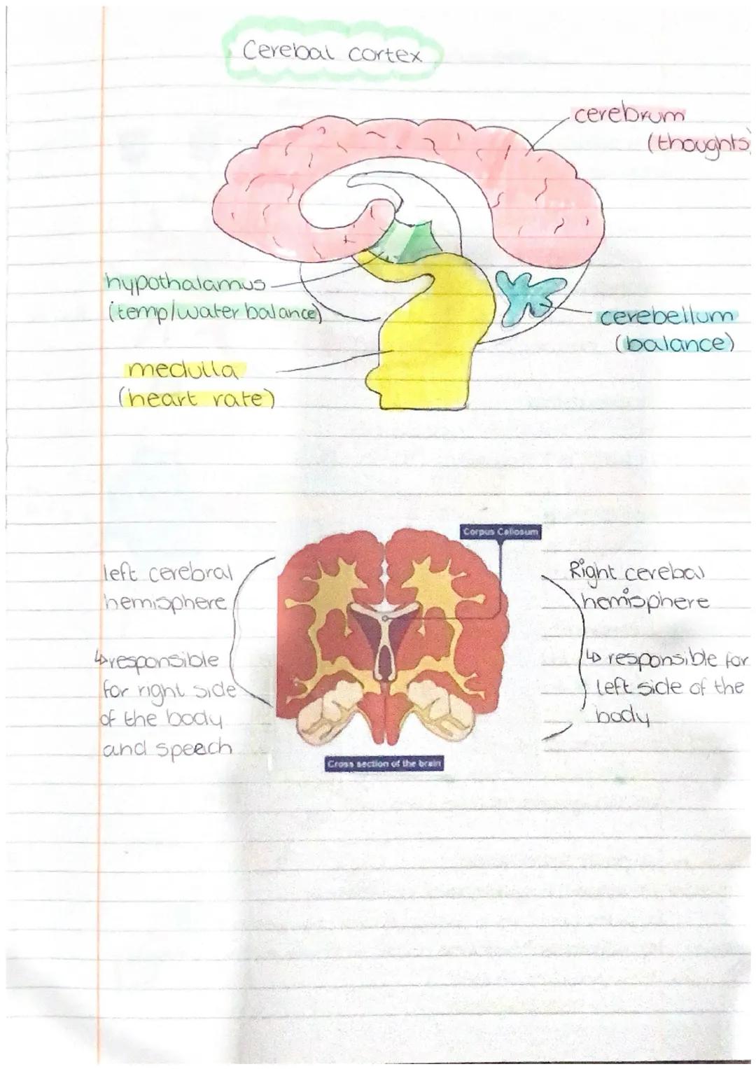 # NEUROBIOLOGY
AND
IMMUNOLOGY defence
non-specific
• the skin acts as a physical barrier with epithelial cells.
Secretions like mucus
k