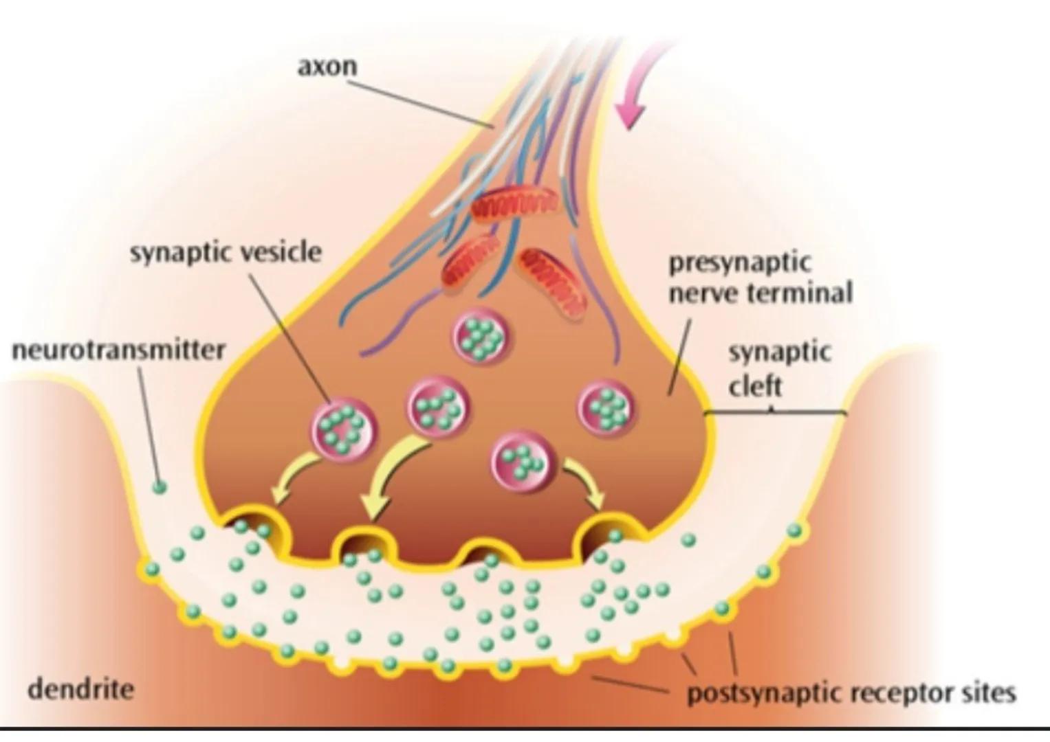 axon
synaptic vesicle
www
neurotransmitter
wwwww
presynaptic
nerve terminal
synaptic
cleft
dendrite
postsynaptic receptor sites # SYNAPTIC T