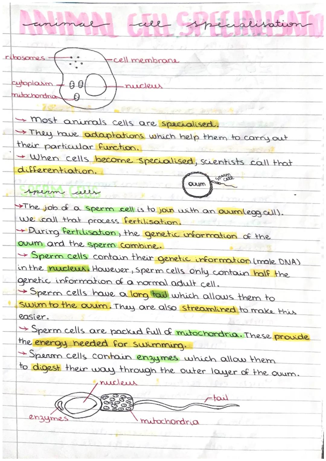 Animal Cell Specialisation
