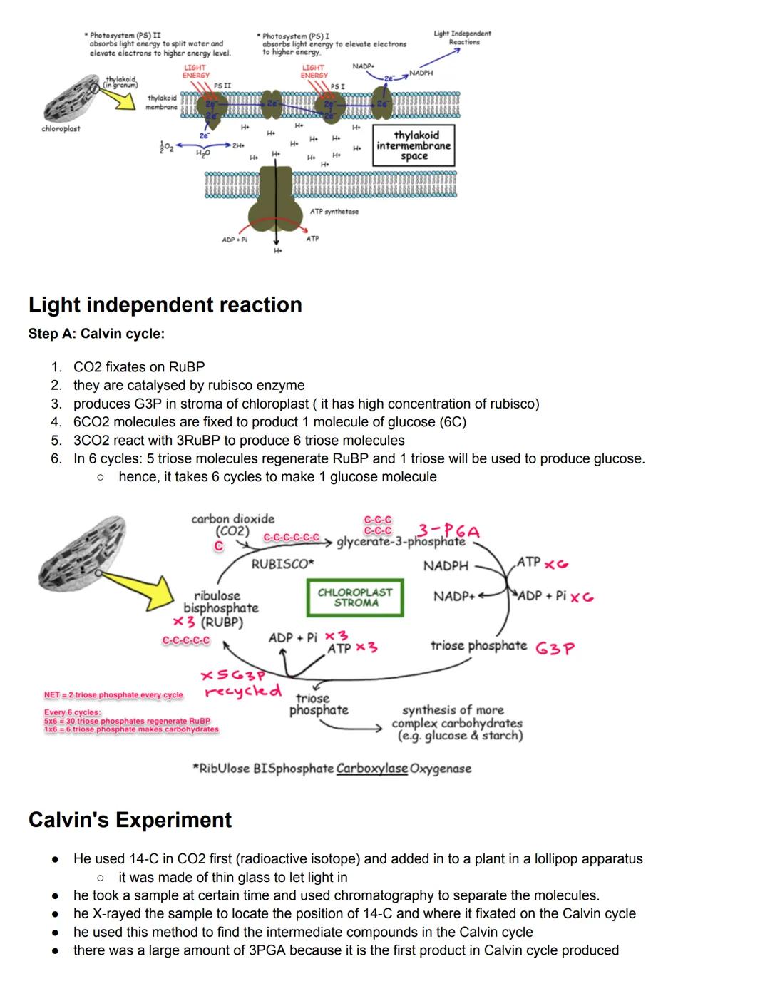 C8.1 Metabolism
Key Words
Metabolism
Metabolic pathways
Catalysts
Inhibitor
●
●
Definition
sum total of all chemical reaction that occur in