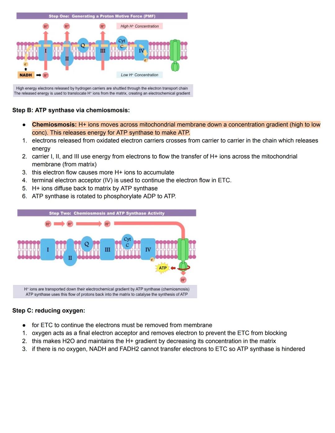 C8.1 Metabolism
Key Words
Metabolism
Metabolic pathways
Catalysts
Inhibitor
●
●
Definition
sum total of all chemical reaction that occur in