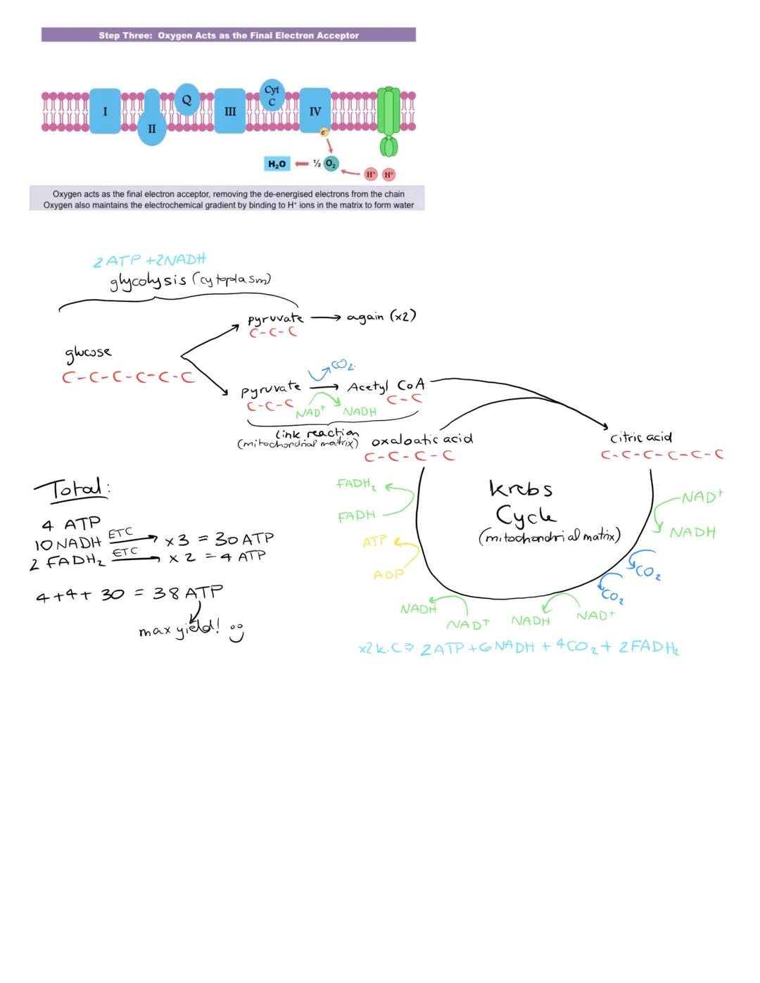 C8.1 Metabolism
Key Words
Metabolism
Metabolic pathways
Catalysts
Inhibitor
●
●
Definition
sum total of all chemical reaction that occur in