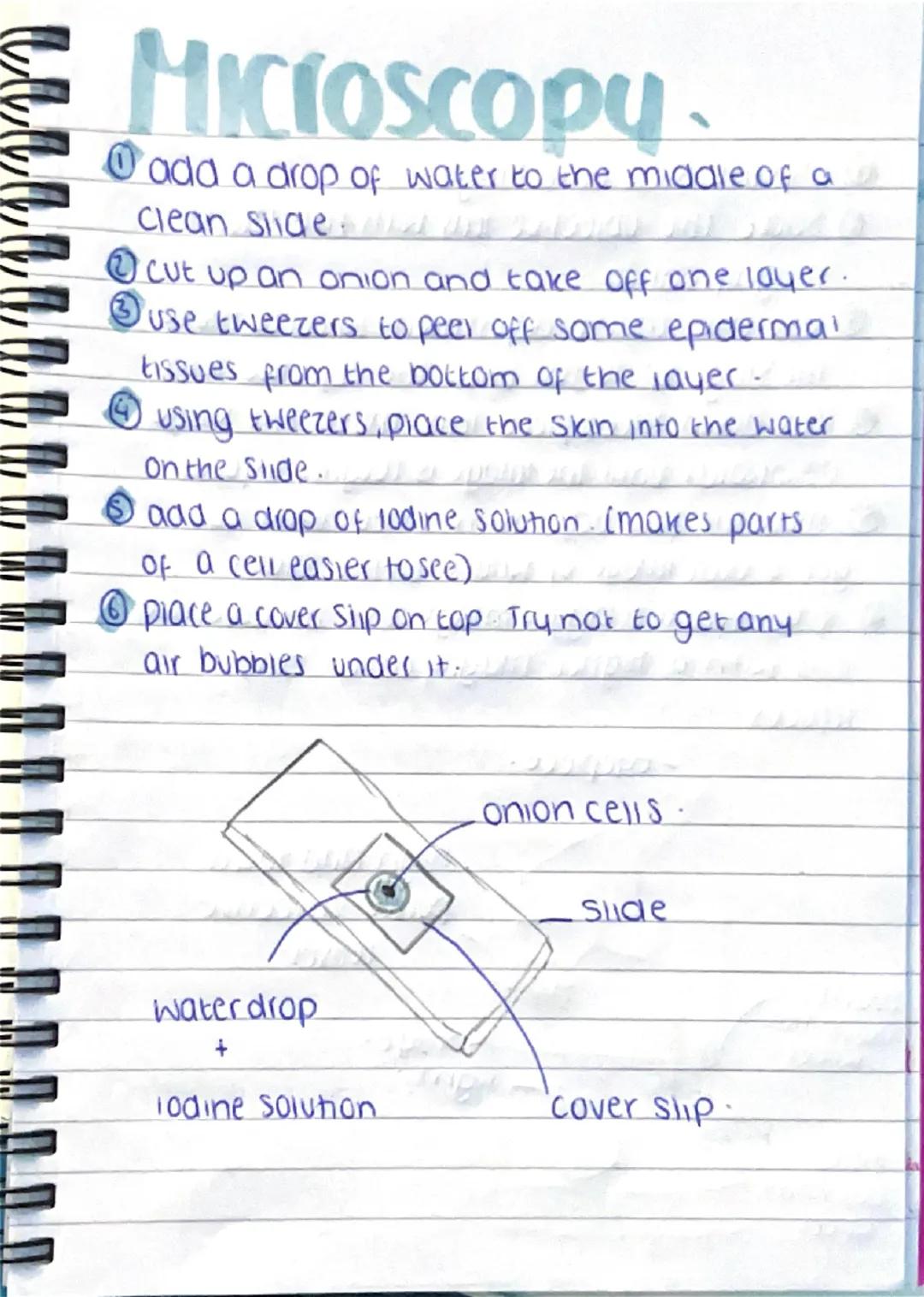 Microscopy.
โ add a drop of water to the middle of a
clean slide
โกcut up an onion and take off one layer.
โขuse tweezers to peel off some epid