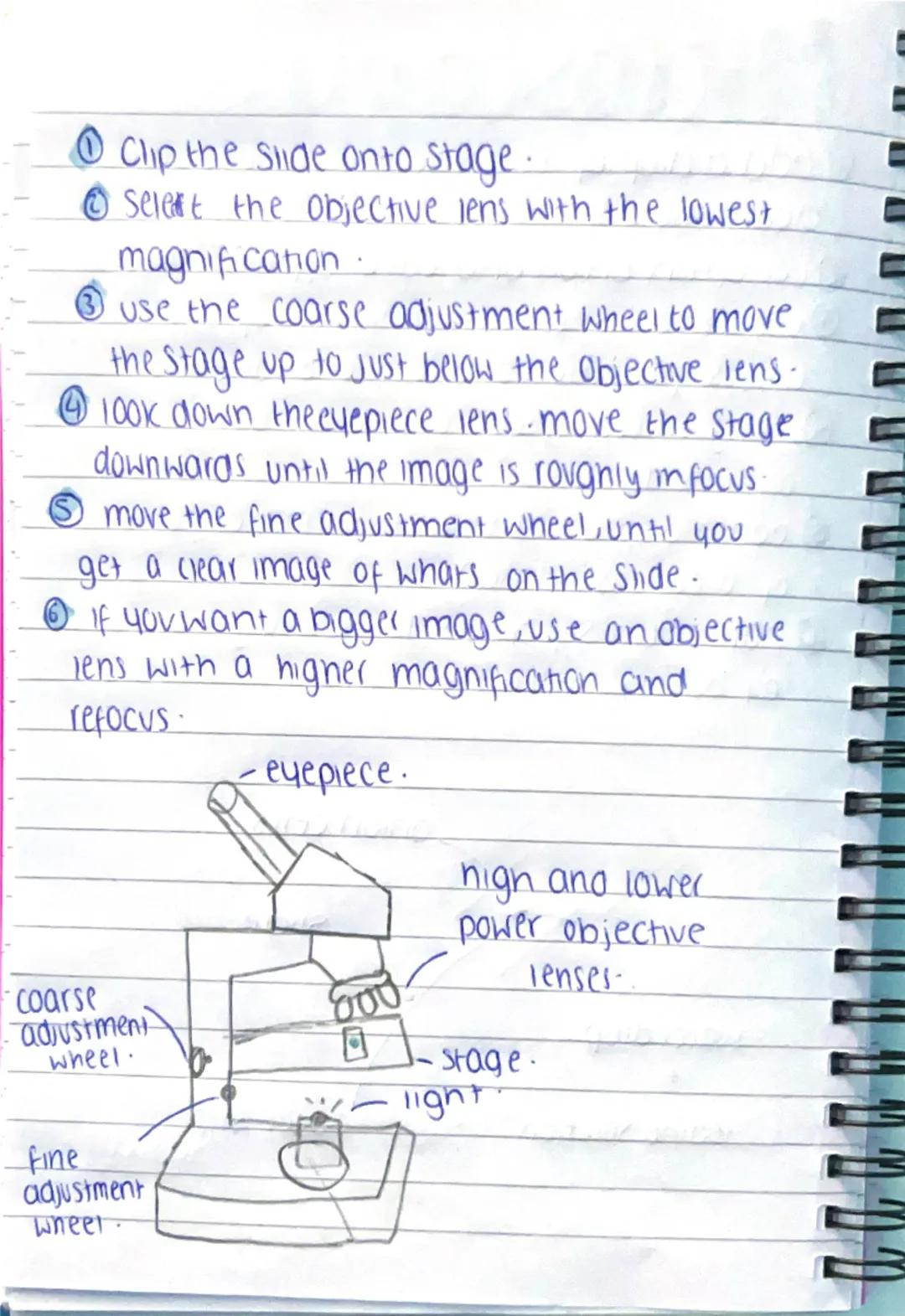 Microscopy.
โ add a drop of water to the middle of a
clean slide
โกcut up an onion and take off one layer.
โขuse tweezers to peel off some epid