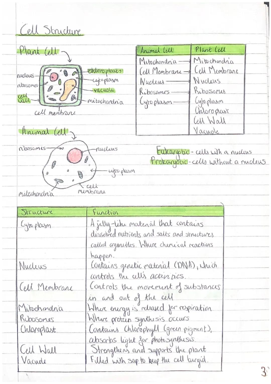 Cell Structure
Plant Cell
nudeus.
ribosomes
cell
wall-
cell membrane
Animal (ell
ribosomes
a
mitochondria
Structure
Cytoplasm
Nucleus
Cell M