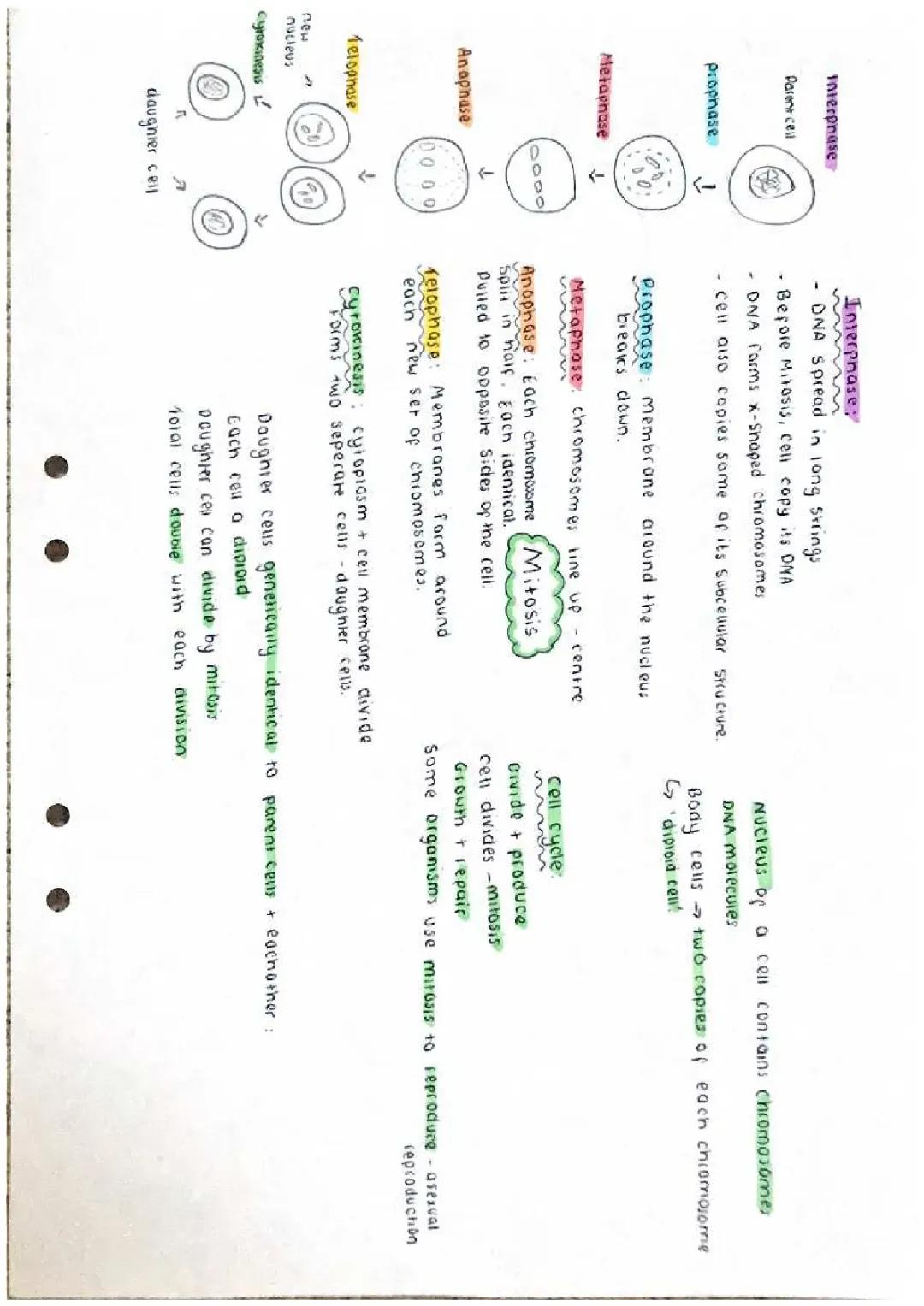 Mitosis + Cell Division + Growth