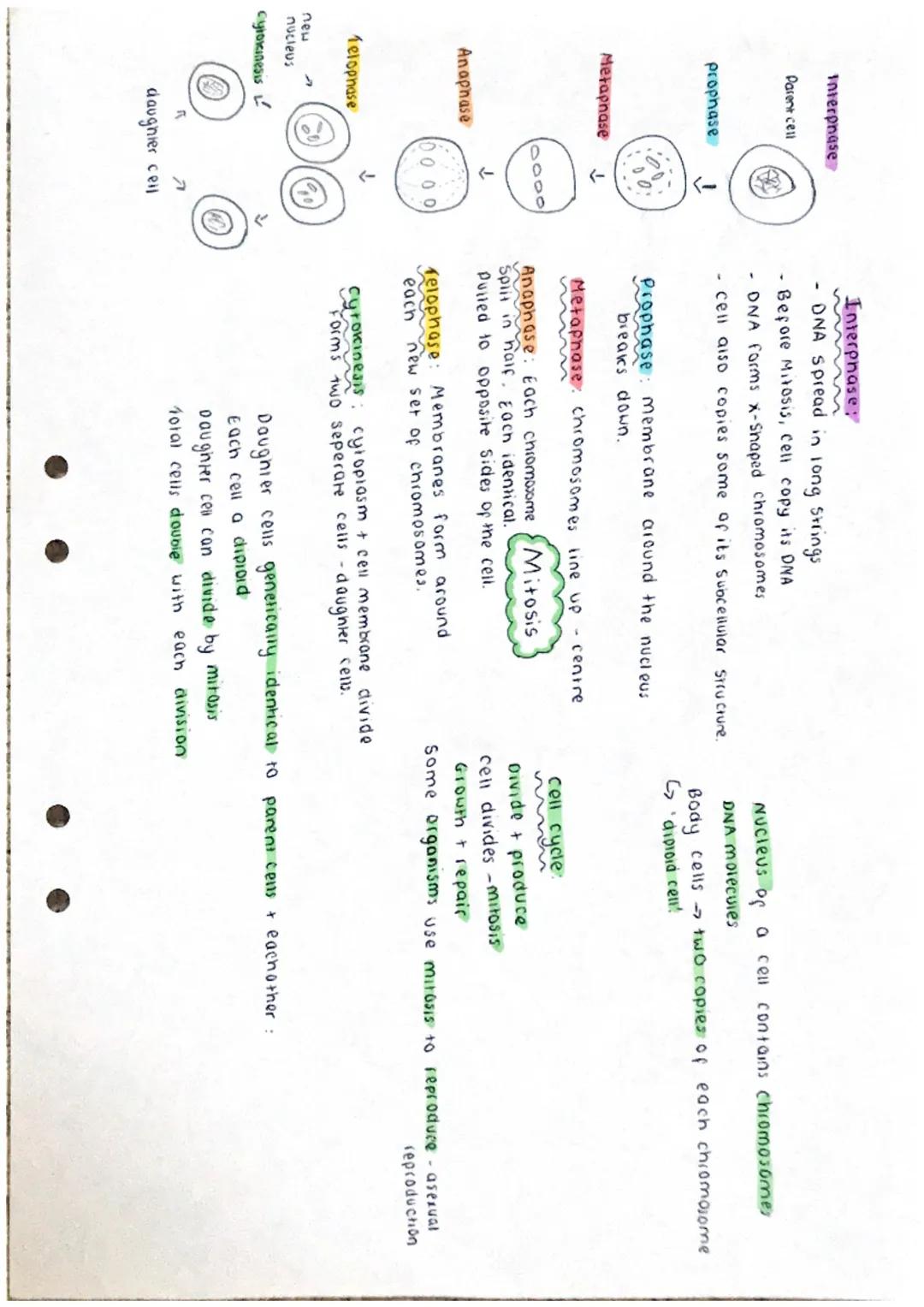 Interphase
Parent cell
prophase
Metaphase ↓
Anaphase
Telophase
A
new
nucleus
cytokinesis L
↓
00 00
7
daughter cell
Interphase:
DNA Spread in