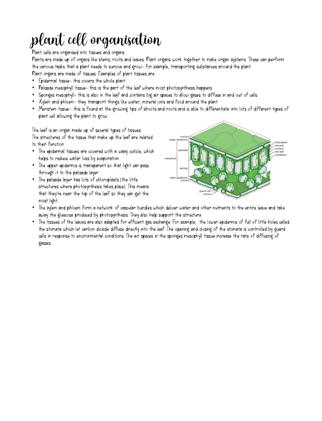 plant cell organisation