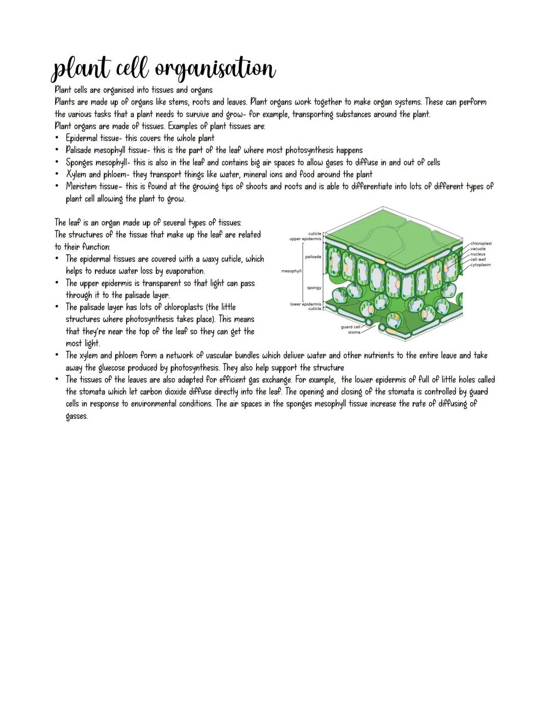 plant cell organisation
Plant cells are organised into tissues and organs
Plants are made up of organs like stems, roots and leaves. Plant o