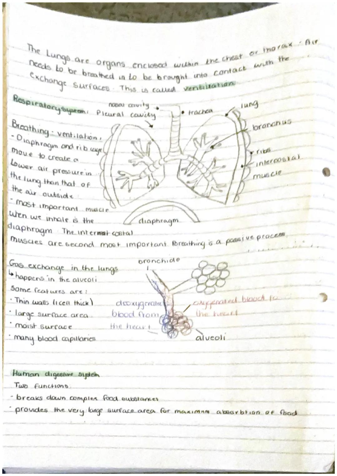 The Endocrine system.
Biology
Glands
group of cells that
produce
Hormone - chemical messengars
Exocrine
in the skin of the mouth
into the
En