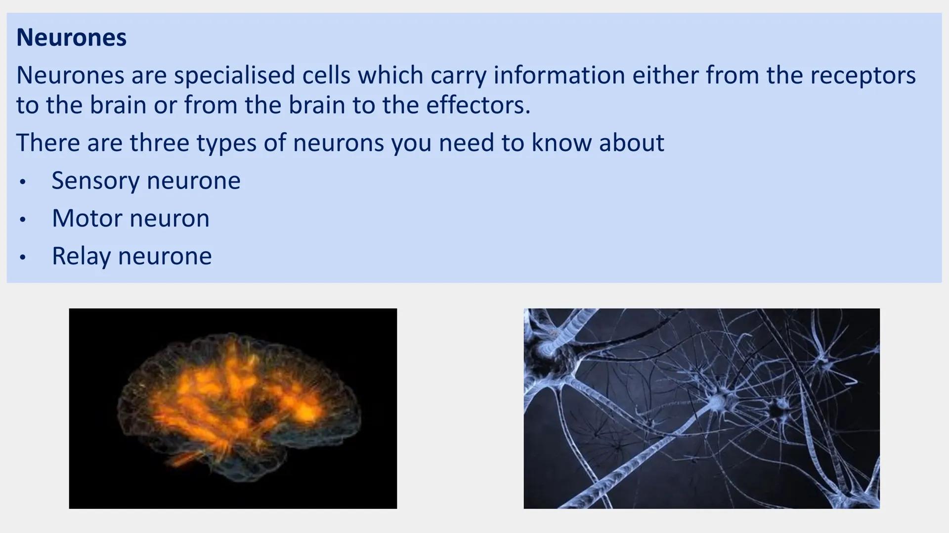 Neurones
Neurones are specialised cells which carry information either from the receptors
to the brain or from the brain to the effectors.
T