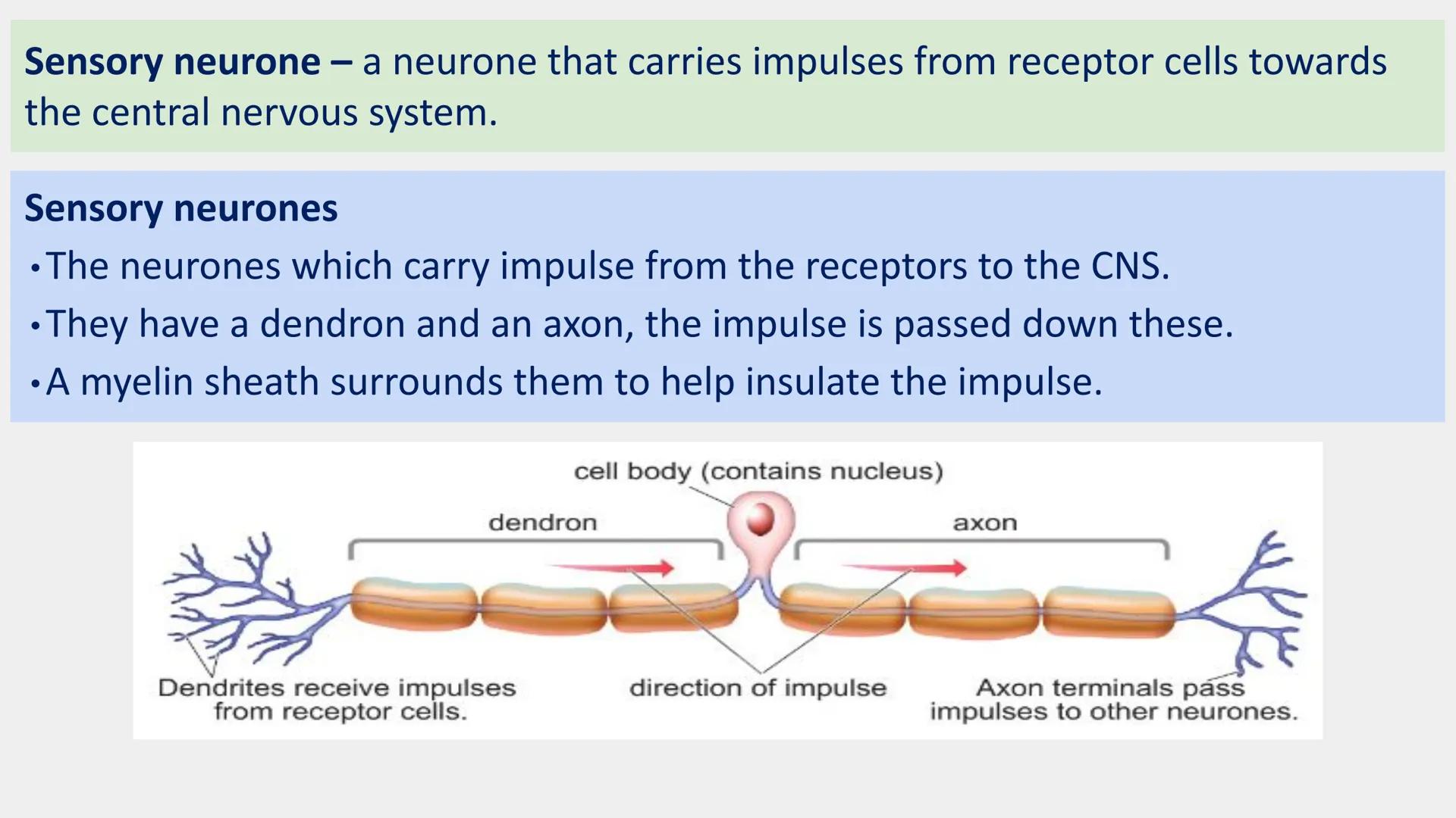 Neurones
Neurones are specialised cells which carry information either from the receptors
to the brain or from the brain to the effectors.
T