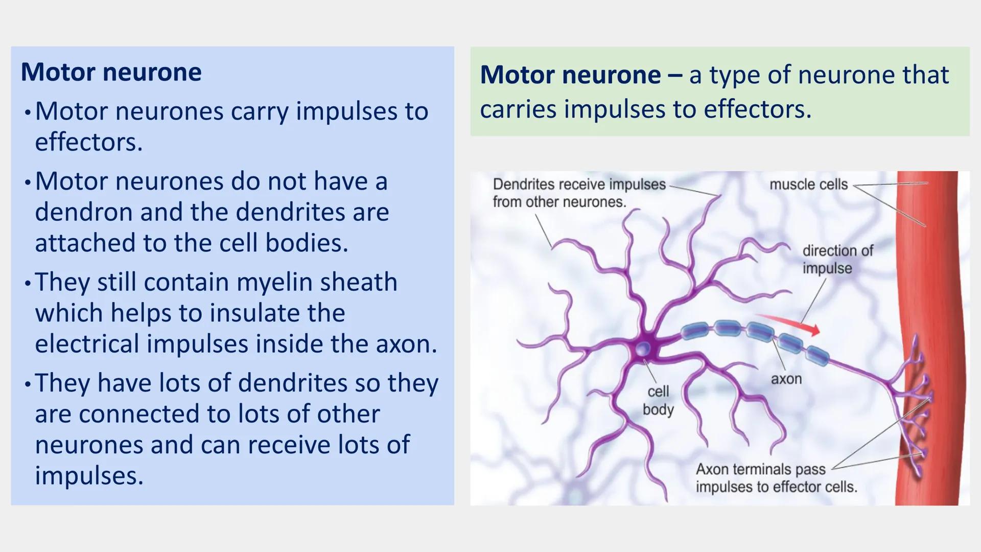 Neurones
Neurones are specialised cells which carry information either from the receptors
to the brain or from the brain to the effectors.
T