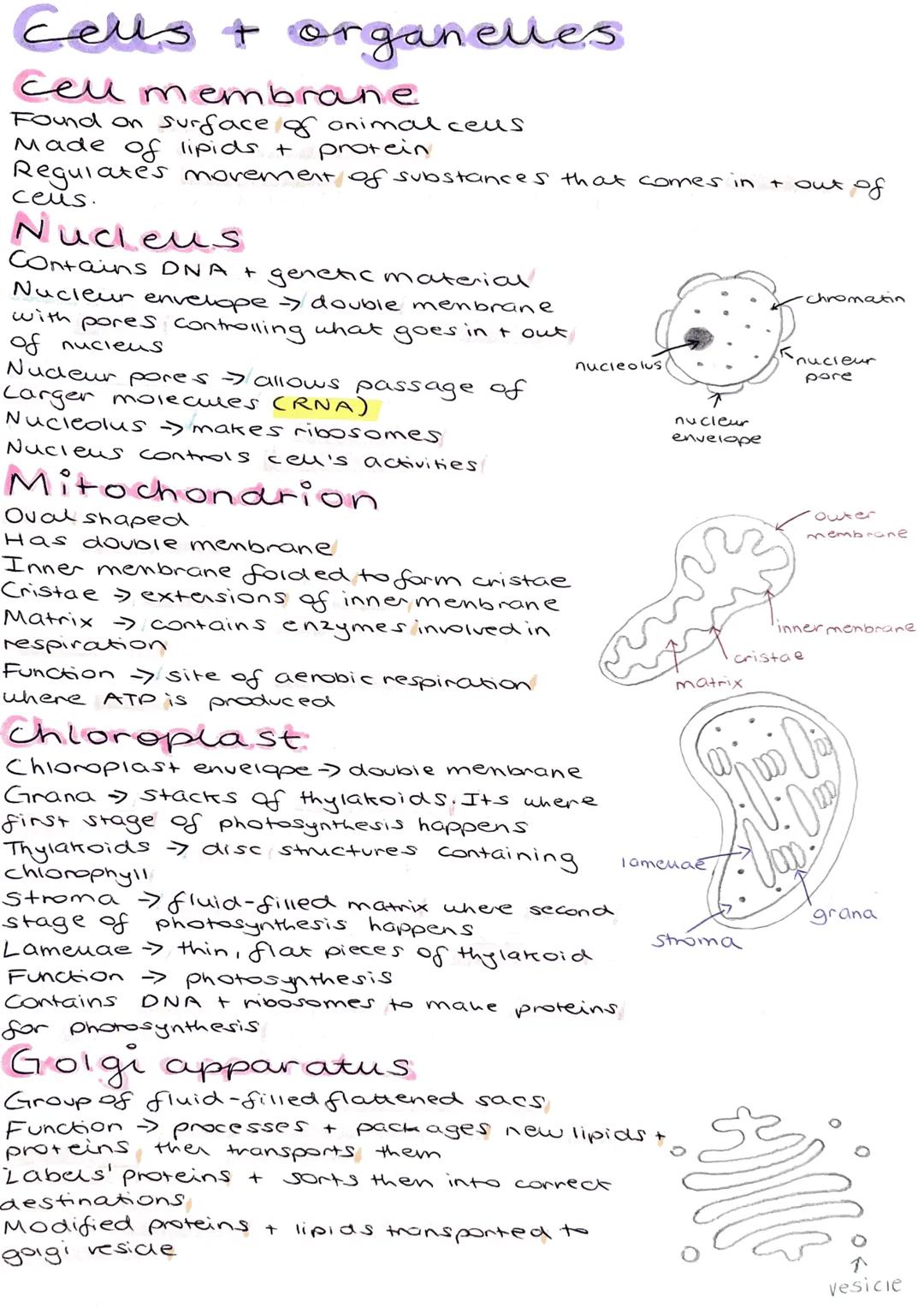 # Smooth Endoplasmic Reticulum
No ribosomes
Synthesises, stores +
Carbohydrates
transports lipids +
# Rough endoplasmic Reticulum
Has riboso