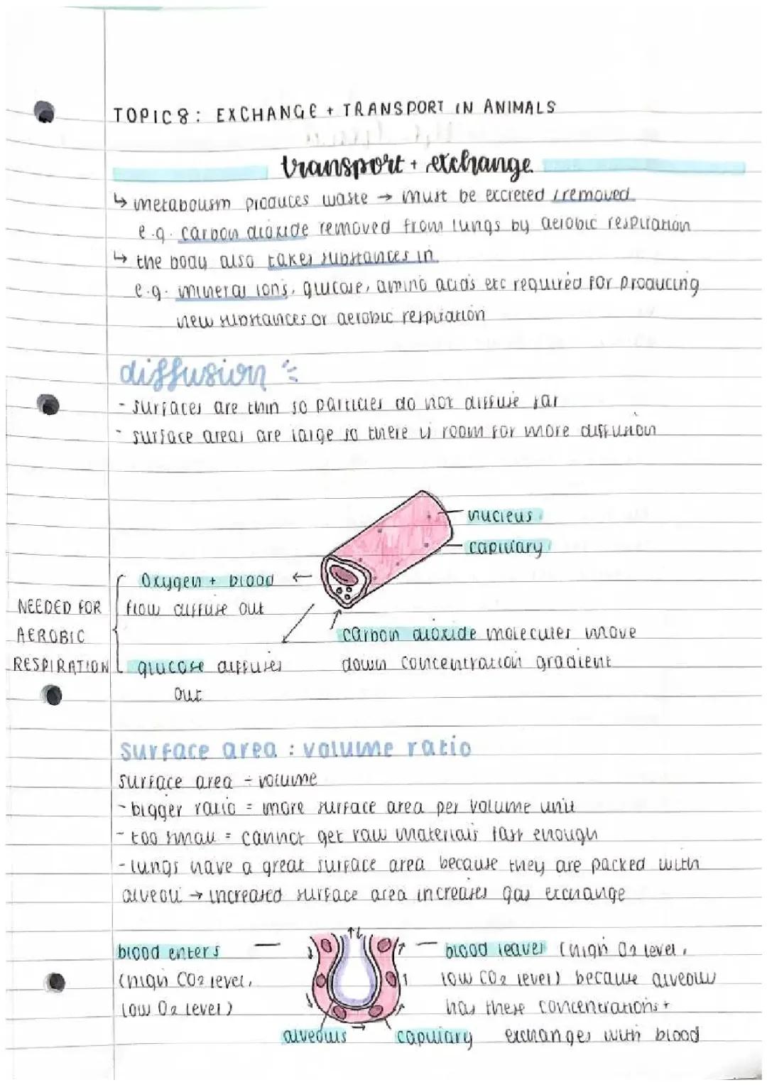 gcse biology transport and exchange