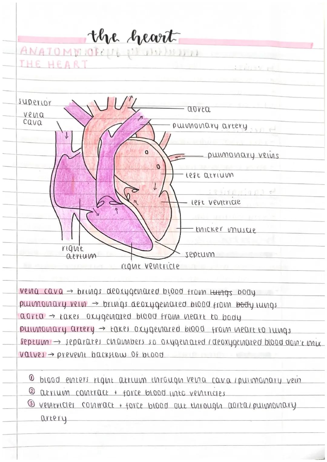 TOPICS: EXCHANGE + TRANSPORT IN ANIMALS
transport exchange.
↳metabousm produces waste → must be excreted / removed
e.q. carbon dioxide remov