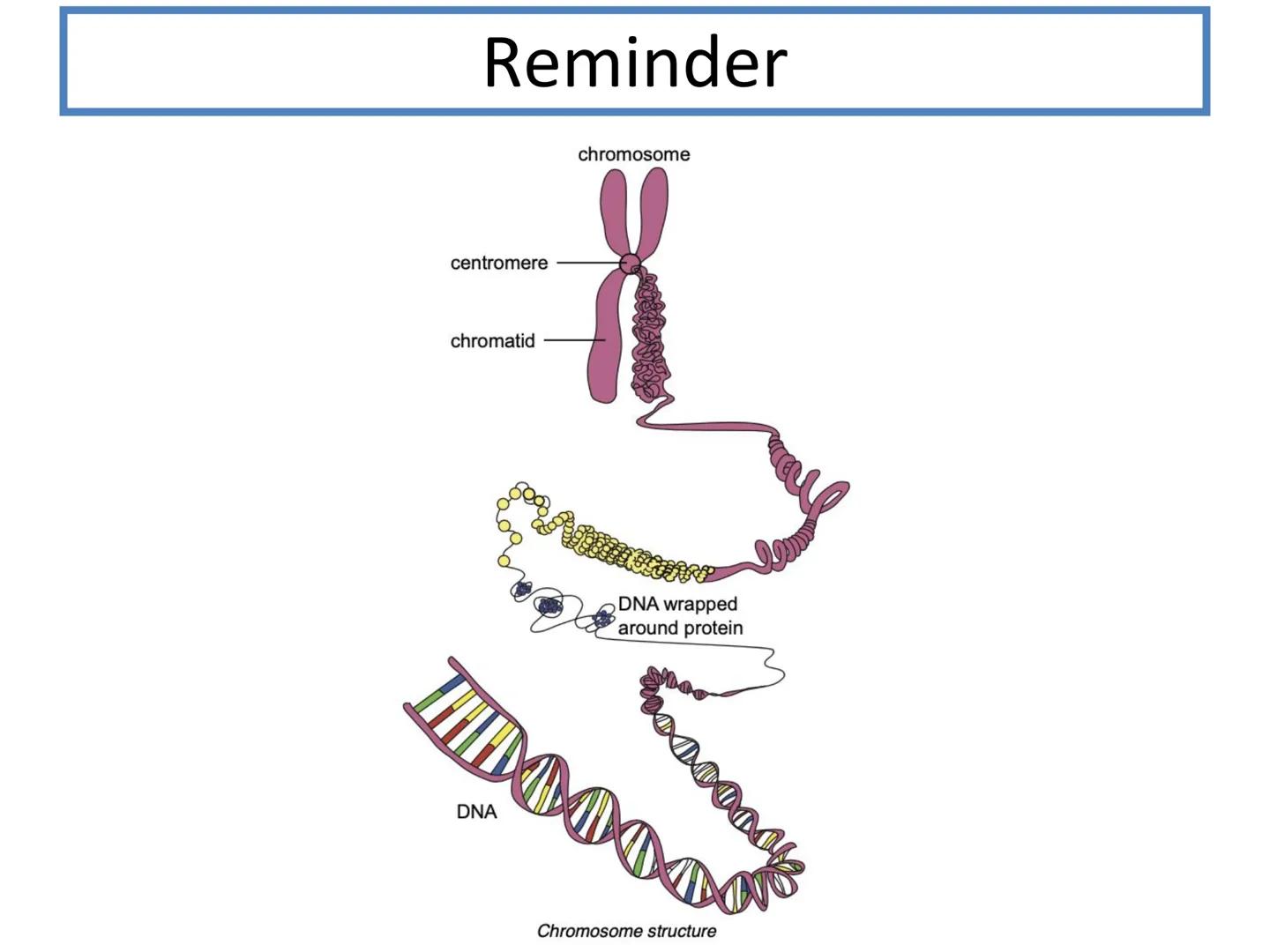 N5 Unit 2 KA1
Producing New Cells N5 biology course
1. Cell Biology
2.
3. Life on Earth
Multicellular Organisms Unit 2 - Multicellular organ