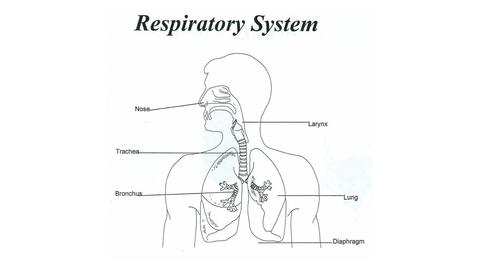 Body Systems- respiratory and
cardiovascular Body systems - respiratory
The respiratory system.
Functions - take oxygen into the body and ta