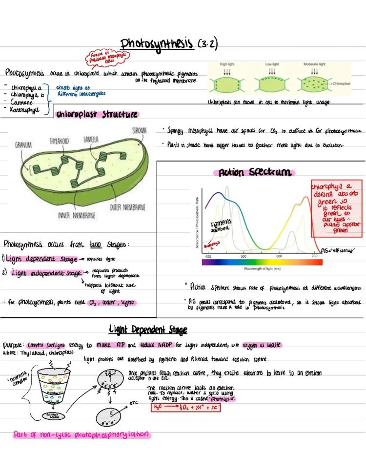 Know Photosynthesis - Alevel Biology Unit 3 Biology thumbnail