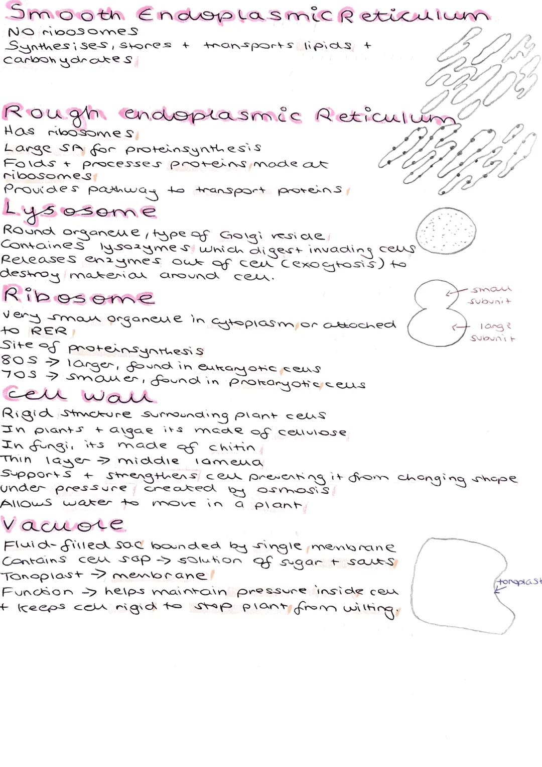 A level Biology- Cells and Organelles