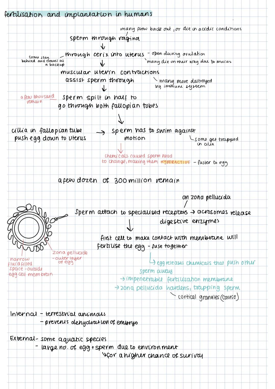 # fertilisation and implantation in humans
many flow back out, or die in acidic conditions
sperm through ragina
↓
through cerix into uter