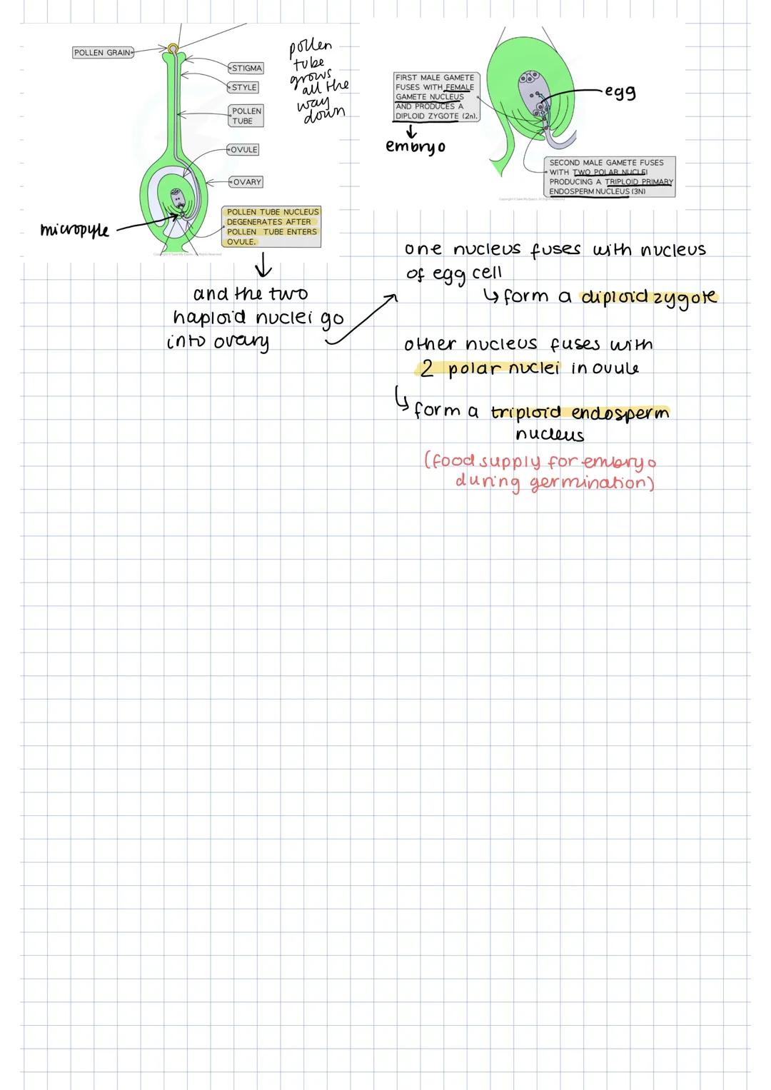 # fertilisation and implantation in humans
many flow back out, or die in acidic conditions
sperm through ragina
↓
through cerix into uter