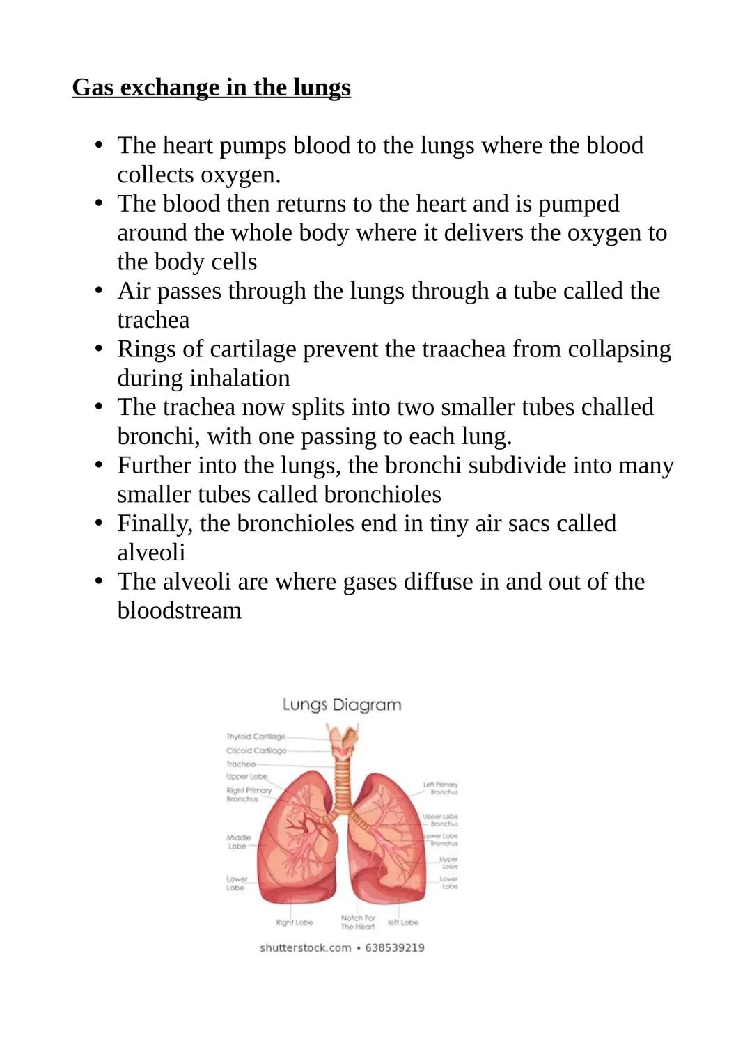Gas exchange in the lungs
• The heart pumps blood to the lungs where the blood
collects oxygen.
The blood then returns to the heart and is p