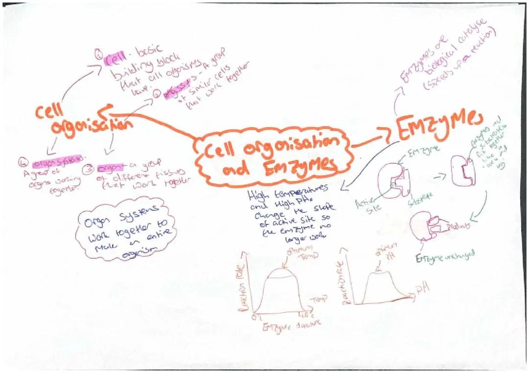 Cell organisation & Emzymes