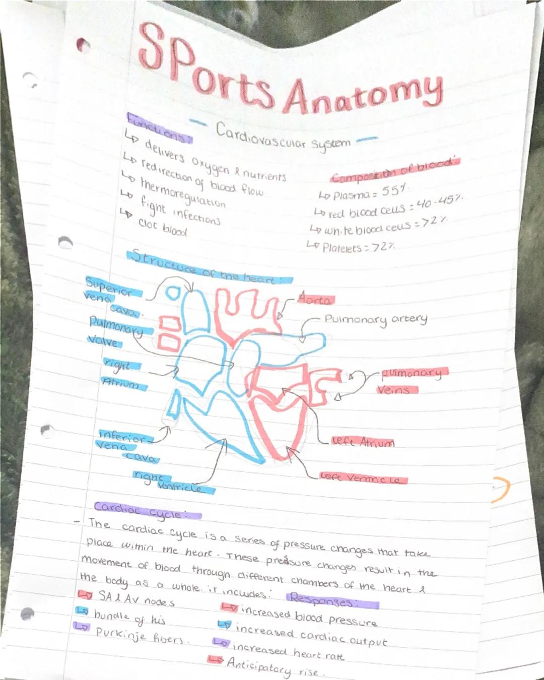 # Sports Anatomy
Anatomy of the bone
- notches -V Shaped depressions at the edge of a fat area
- Fossae - Shallow depression on the surfa
