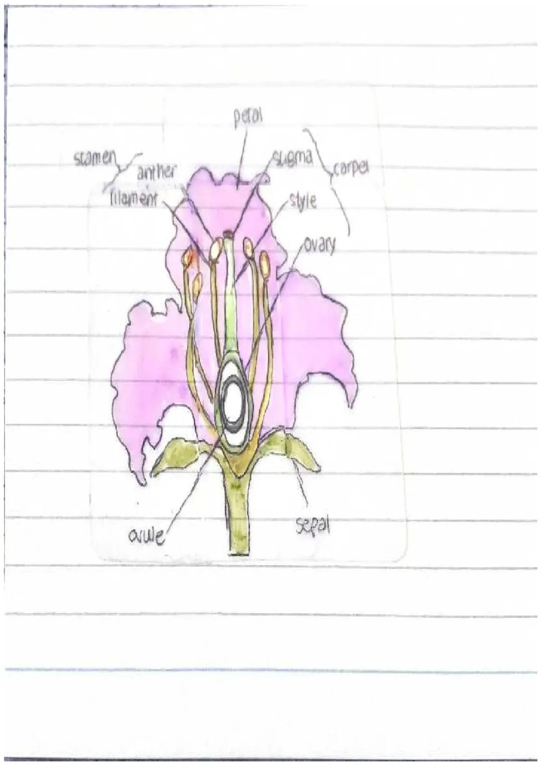 parts of a flower ๐ท
