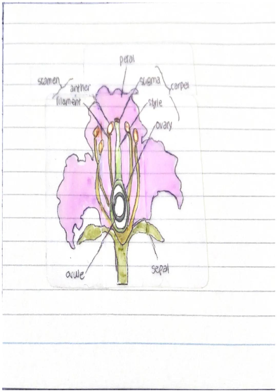 stamen
anther
fitament
avule
petal
suema
style
carpel
ovary
sepal stamen
anther
filament
avule
petal
- Augna
-style
Scarpel
ovary
sepal