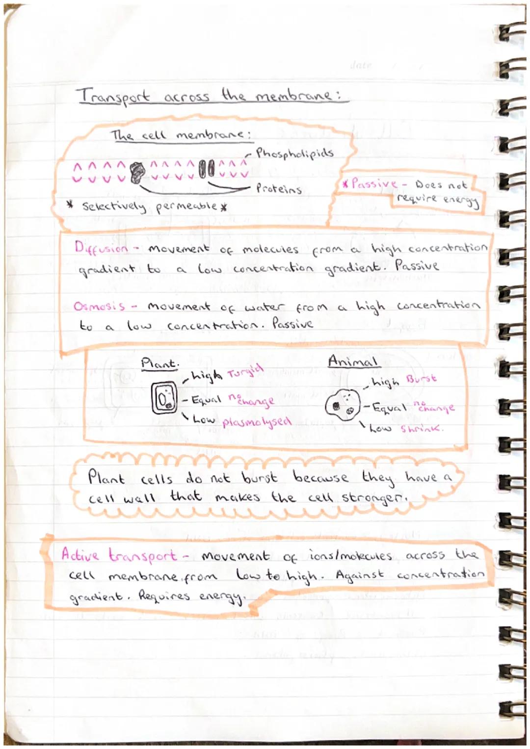 date
# Cell Biology
# Cell Structure:
Animal
nucleust
cell membrane
B
Ribosomes
cytoplasm
meribosome
Mitochondria
Funga L
nucleu